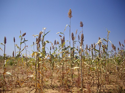 Campagne agri-2